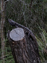 Pogona barbata