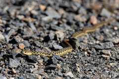 Thamnophis sirtalis pallidulus