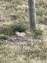 Urocitellus richardsonii