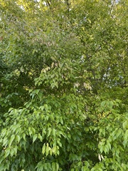 Euonymus atropurpureus