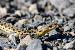 Thamnophis sirtalis pallidulus
