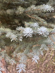 Pinaceae