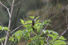 Saucerottia cyanocephala