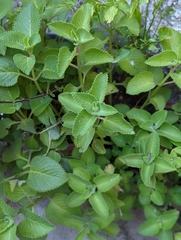 Lippia graveolens