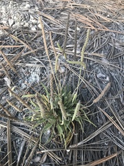 Plantago