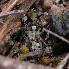 Lycosidae