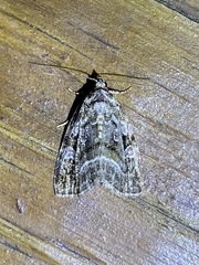 Protodeltote muscosula