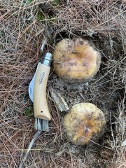 Russula ventricosipes