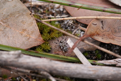 Lycosidae