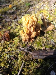 Ramaria formosa