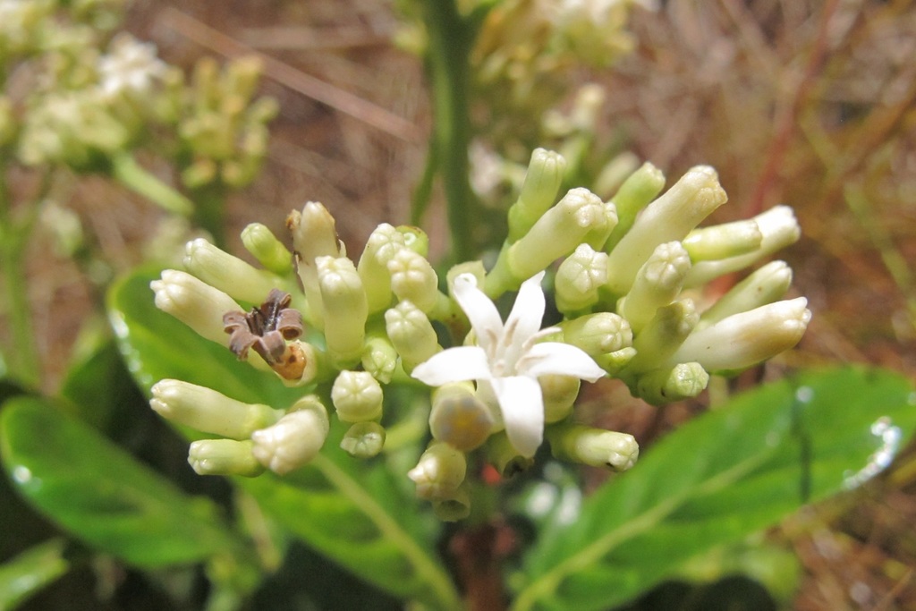 Gaertnera obovata
