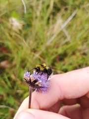 Bombus jonellus