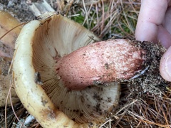Russula ventricosipes
