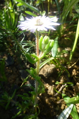 Drosanthemum hispifolium