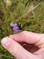 Bombus jonellus