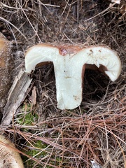 Russula ventricosipes