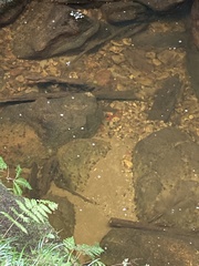 Euastacus