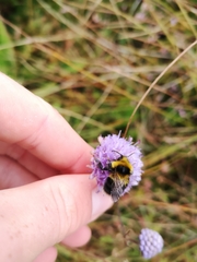 Bombus jonellus