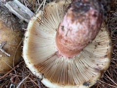 Russula ventricosipes
