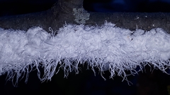 Prociphilus tessellatus