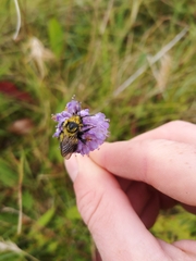 Bombus jonellus