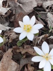 Sanguinaria canadensis