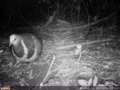 Leucosarcia melanoleuca