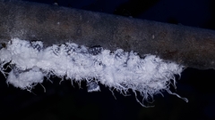 Prociphilus tessellatus