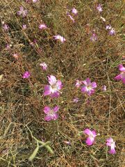 Clarkia
