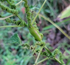 Neolasioptera boehmeriae