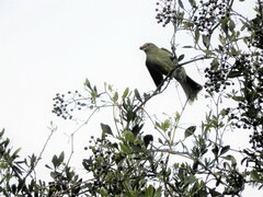 Elaenia sordida