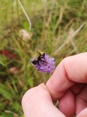 Bombus jonellus