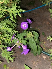 Phlox paniculata