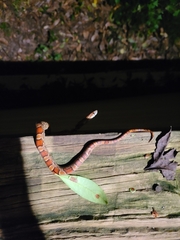 Pantherophis guttatus