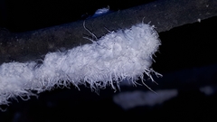 Prociphilus tessellatus