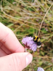 Bombus jonellus