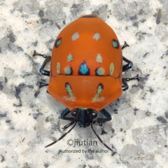 Poecilocoris druraei