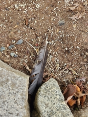 Corvus brachyrhynchos caurinus
