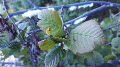 Prociphilus tessellatus