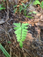 Pellaea atropurpurea