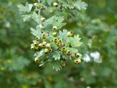 Crataegus monogyna