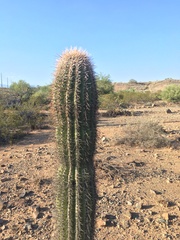 Carnegiea gigantea