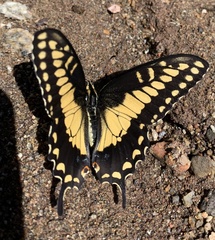 Papilio polyxenes rudkini