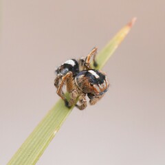 Maratus