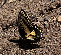 Papilio polyxenes rudkini
