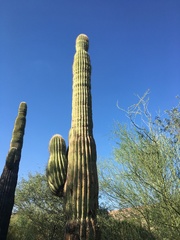 Carnegiea gigantea