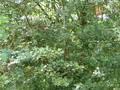 Crataegus monogyna