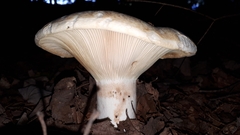 Lactifluus deceptivus