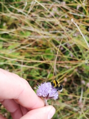 Bombus jonellus