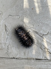 Hypercompe scribonia